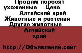 Продам поросят ухоженные  › Цена ­ 2 500 - Алтайский край Животные и растения » Другие животные   . Алтайский край